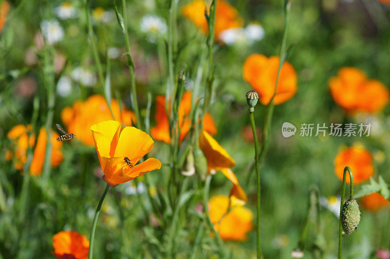 Eschscholzia californica花